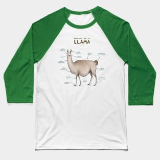 Anatomy of a Llama Baseball T-Shirt